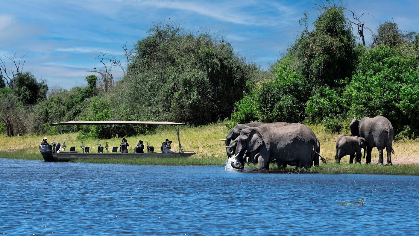 Elephant family crossing the Chobe River beside a safari boat at &Beyond Chobe Under Canvas