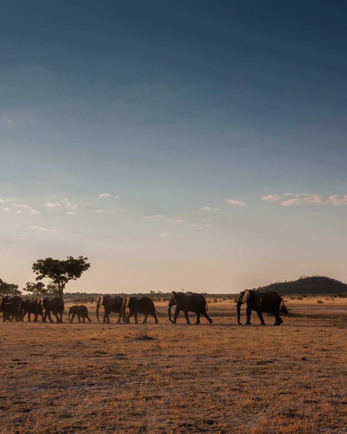 Elephant herd crossing the savanna at dusk near Belmond Savute Elephant Lodge, Chobe