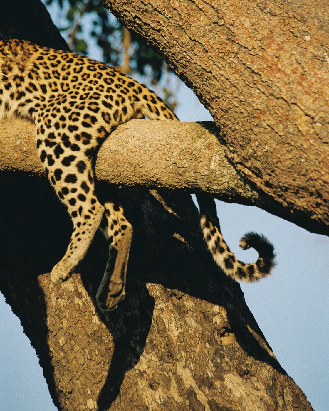 Leopard resting in a tree near Belmond Savute Elephant Lodge