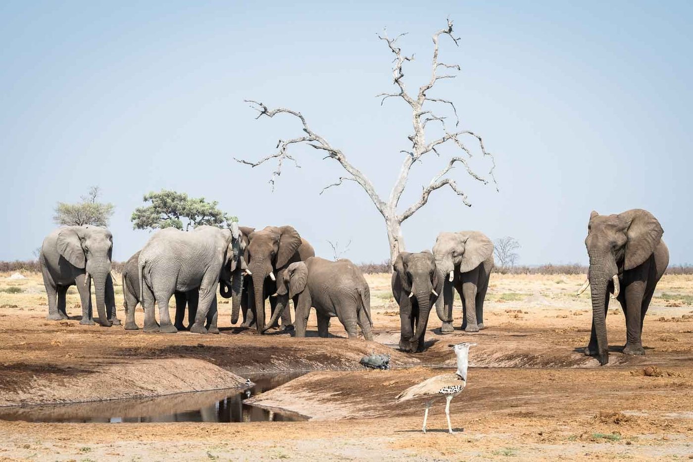 Elephants and a wading bird gather at a waterhole near Camp Savuti