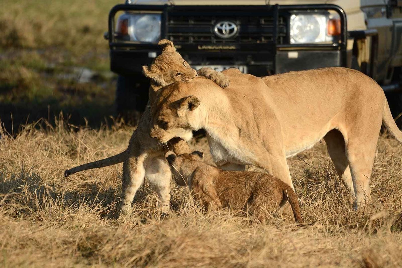 Lioness grooming two cubs on the grass near Camp Savuti