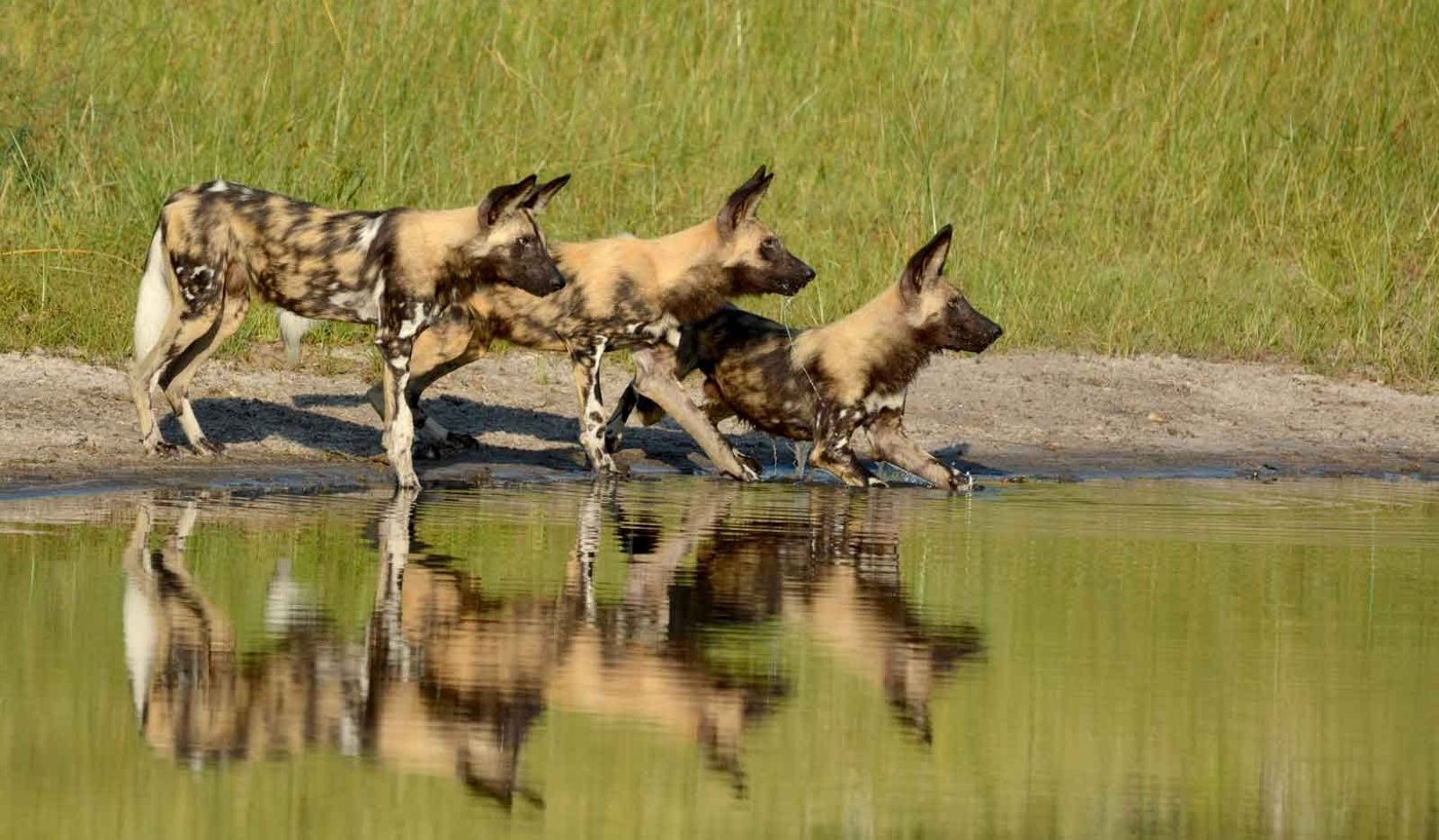 Pack of African wild dogs reflected in a waterhole near Camp Savuti