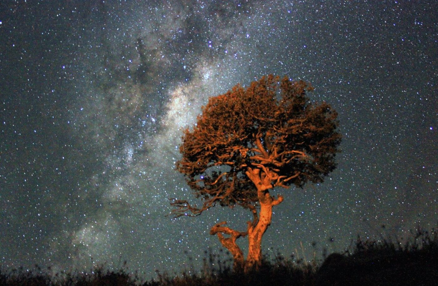 Milky Way glowing above a lone tree near Camp Savuti at night