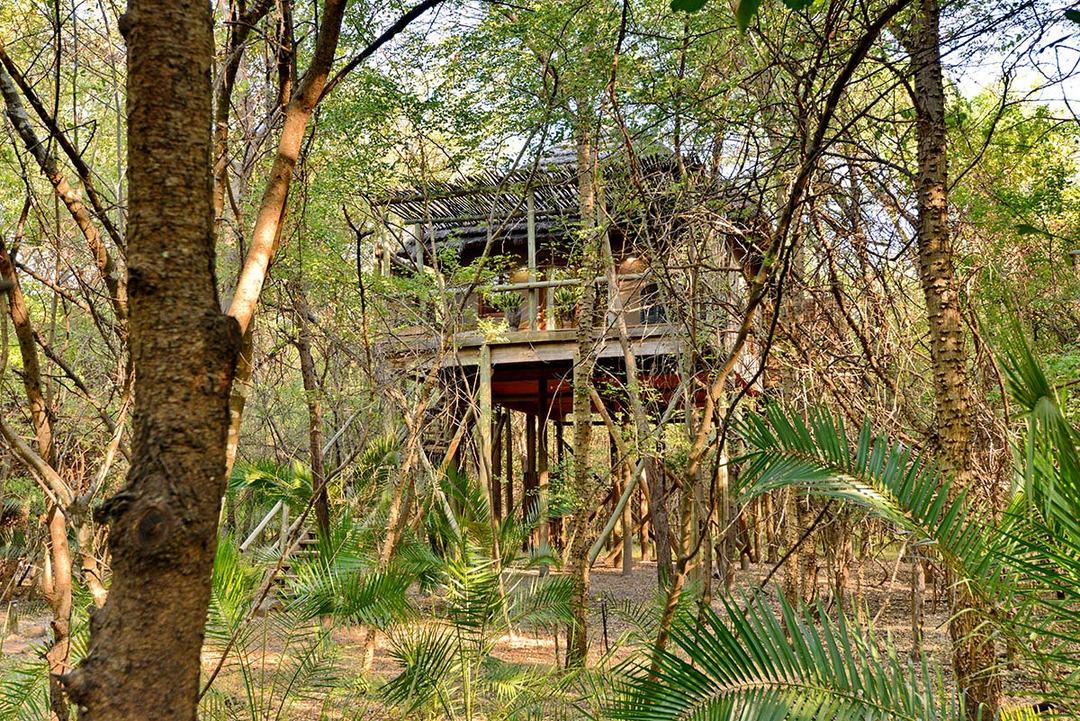 Elevated treehouse suite tucked among forest trees at Chobe Bakwena Lodge