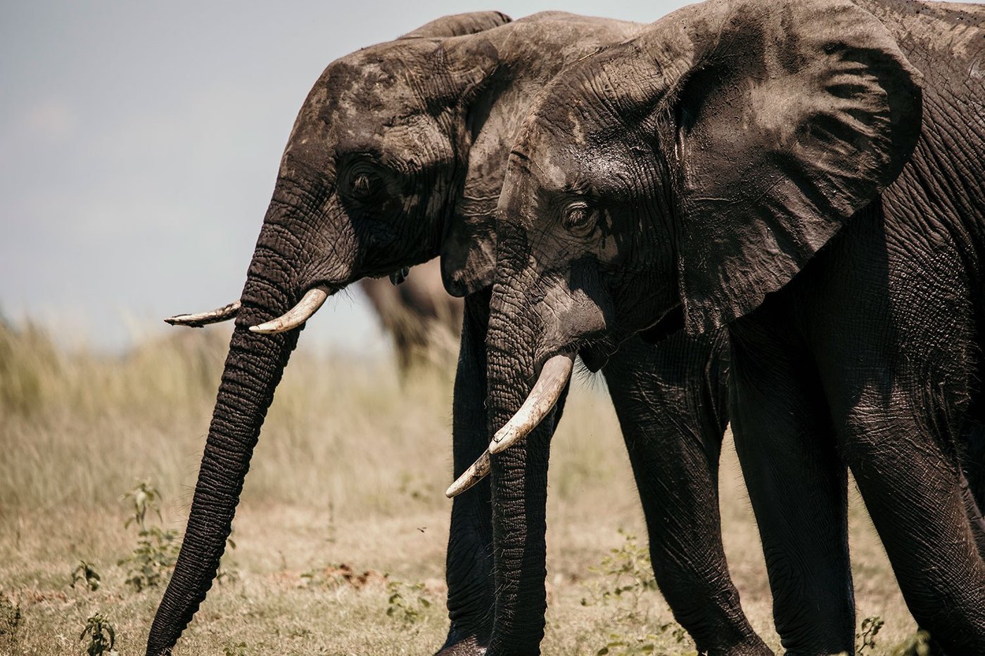 Two elephants grazing in golden grass near Chobe Bakwena Lodge
