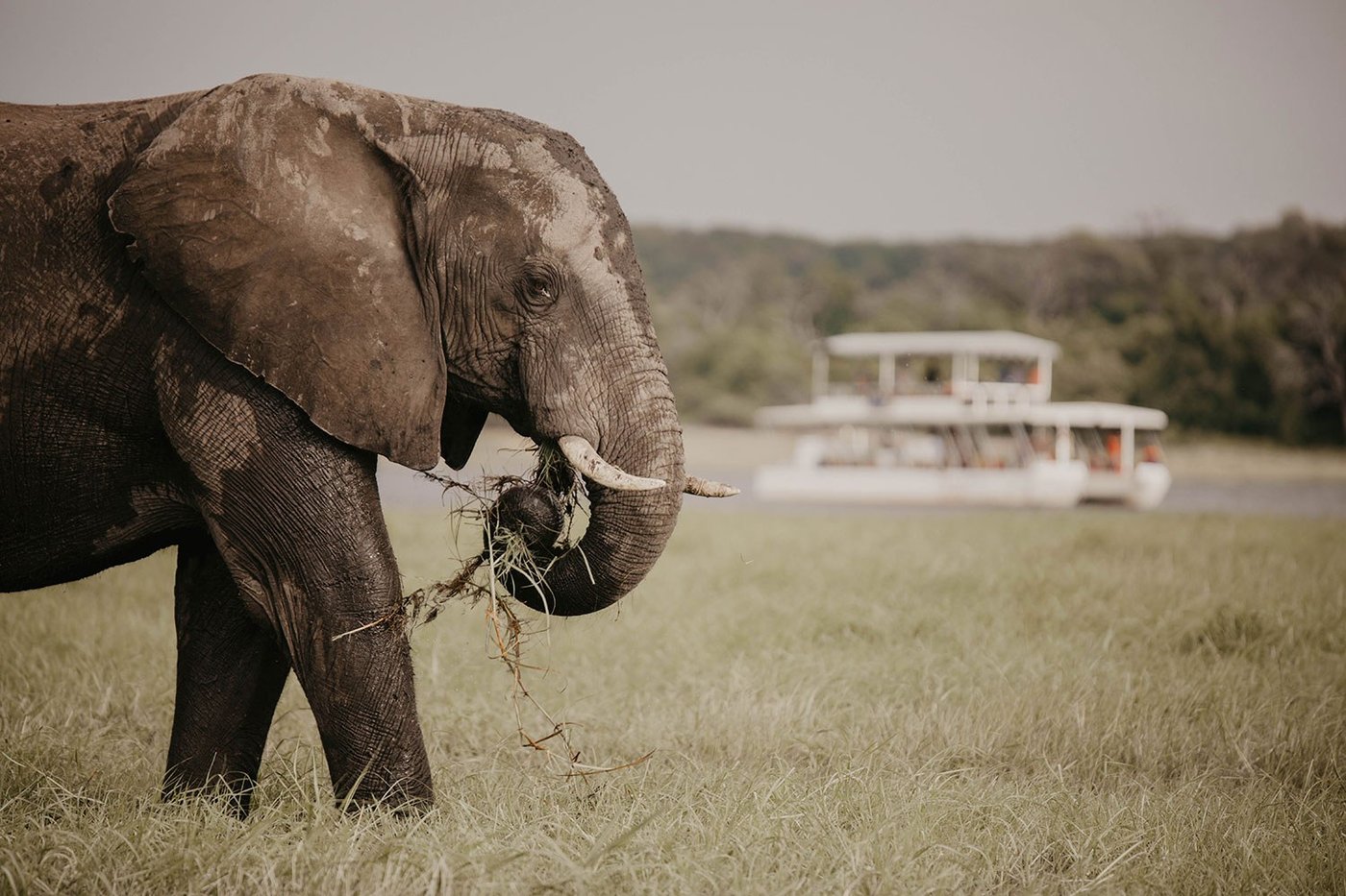 Elephant feeding on the riverbank with a boat passing at Chobe Bakwena Lodge