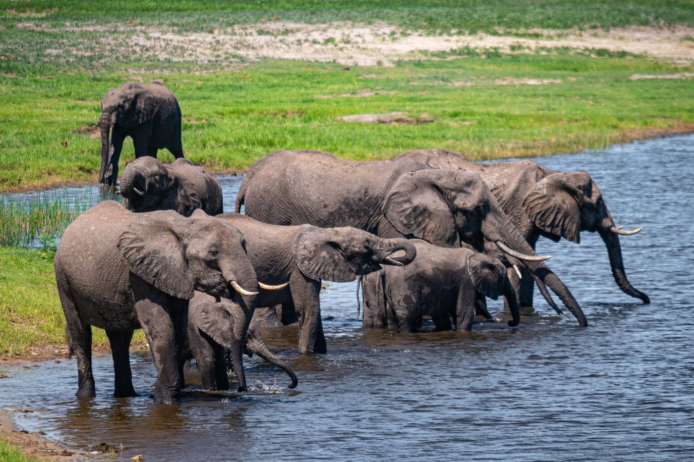 Elephant herd wading across the river near Chobe Elephant Camp