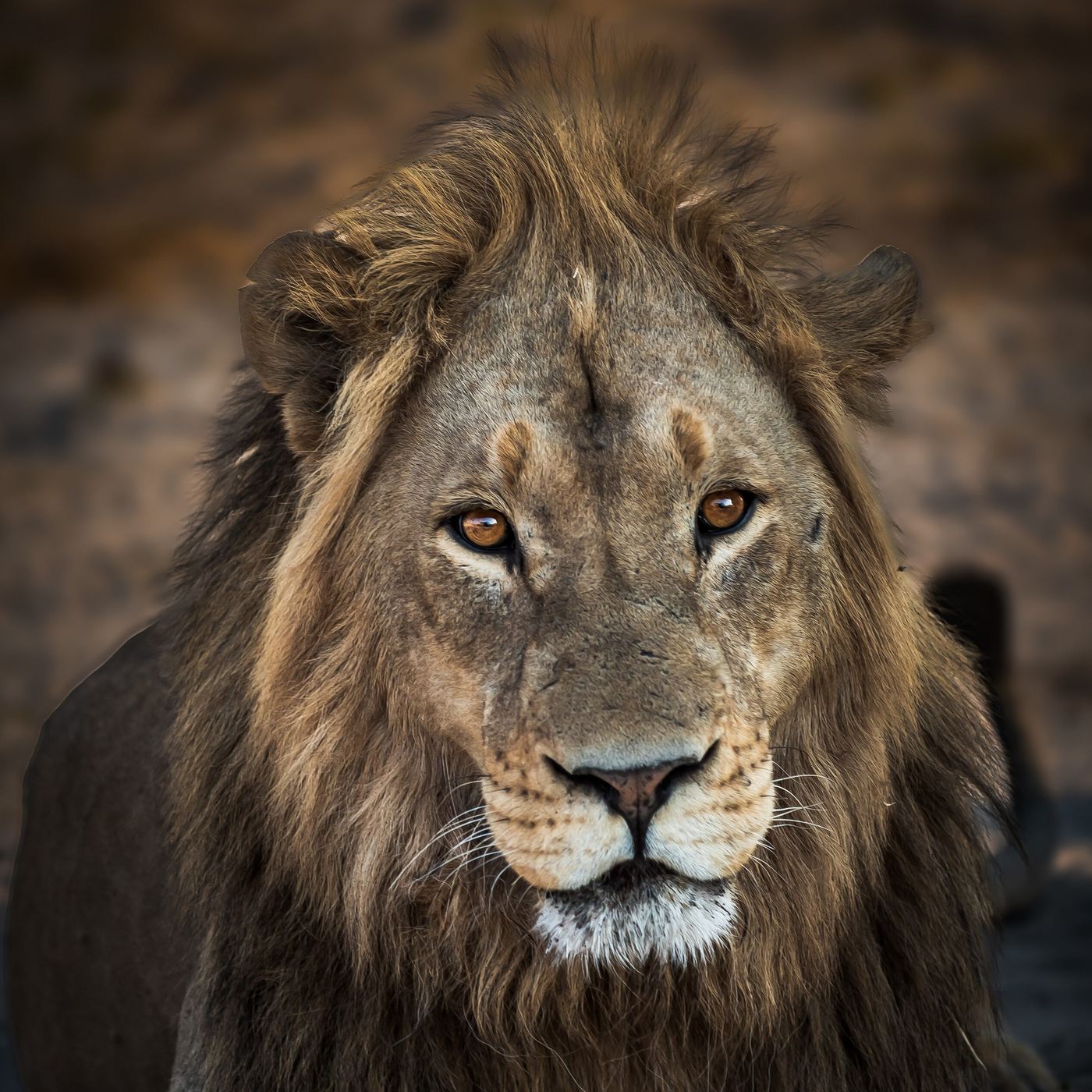 Close-up portrait of a lion in golden light near Chobe Elephant Camp