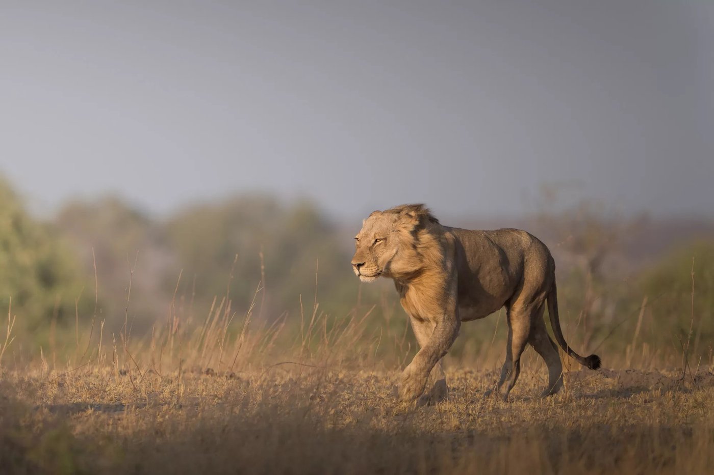 Lion walking through golden grass near Chobe Game Lodge