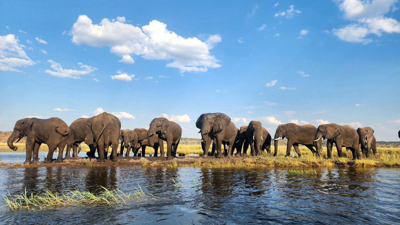 Elephant herd walking along the water's edge near Chobe Marina Lodge