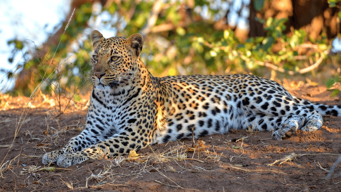 Leopard resting in the grass near Chobe Marina Lodge