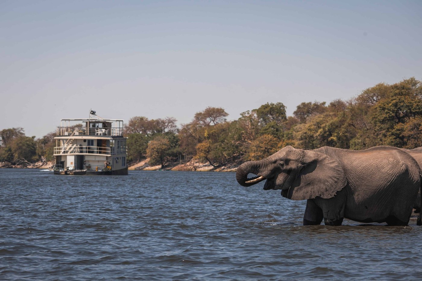Houseboat gliding past elephants at the river's edge at Chobe Princess, Chobe