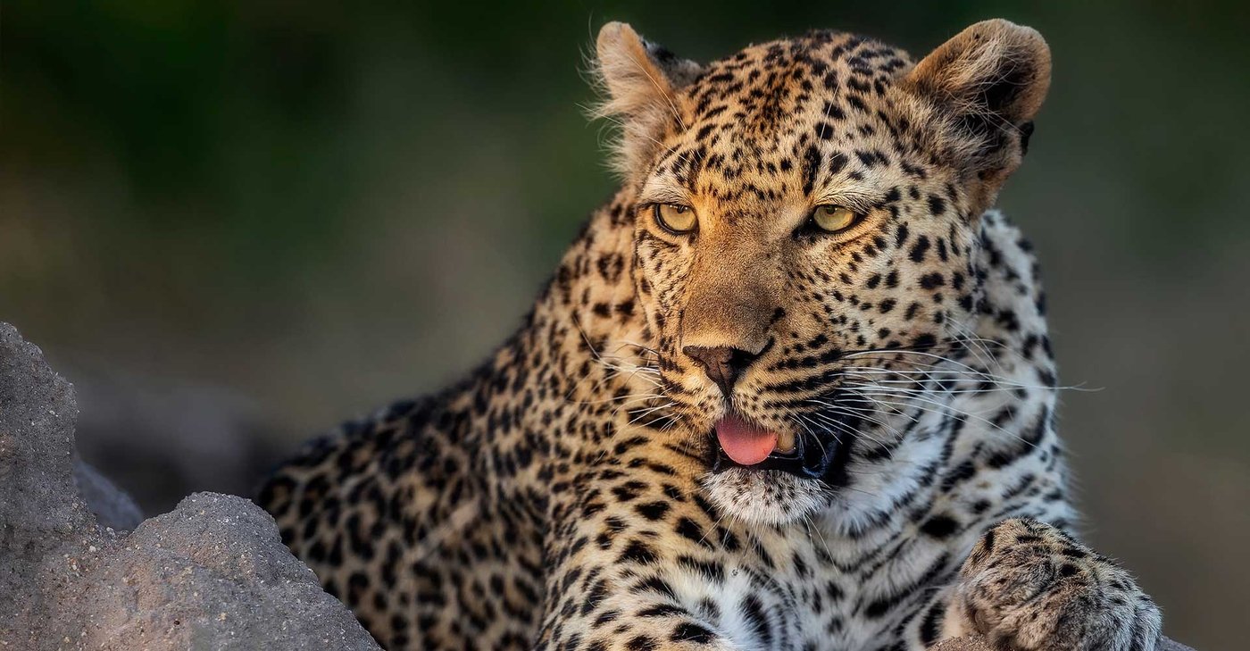 Close-up portrait of a leopard near Chobe River Lodge