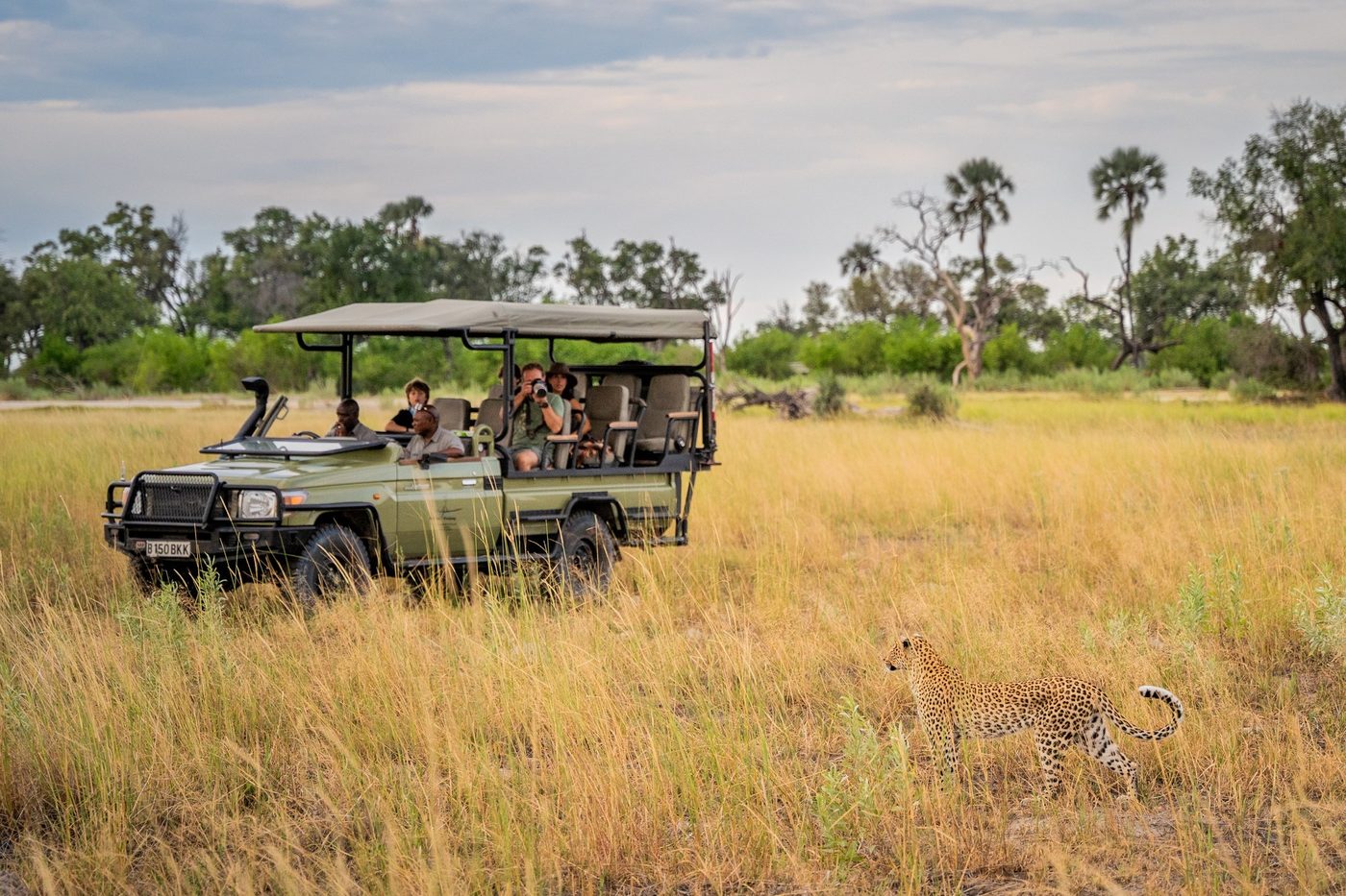 Safari vehicle watching a leopard in the grass near Chobe Safari Lodge