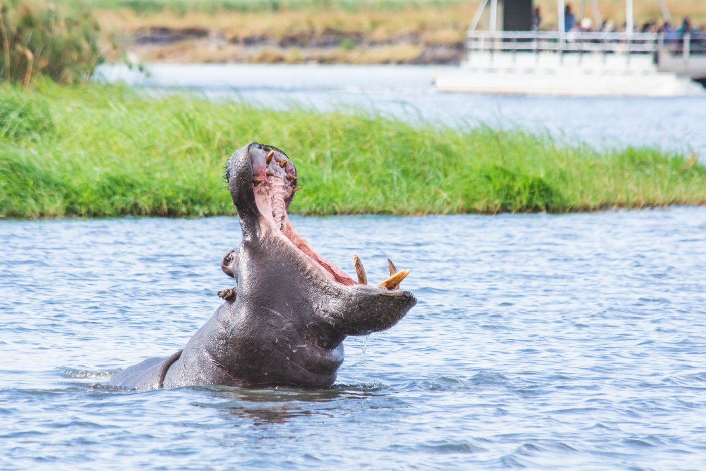 Hippo yawning widely in the water near Chobe Safari Lodge