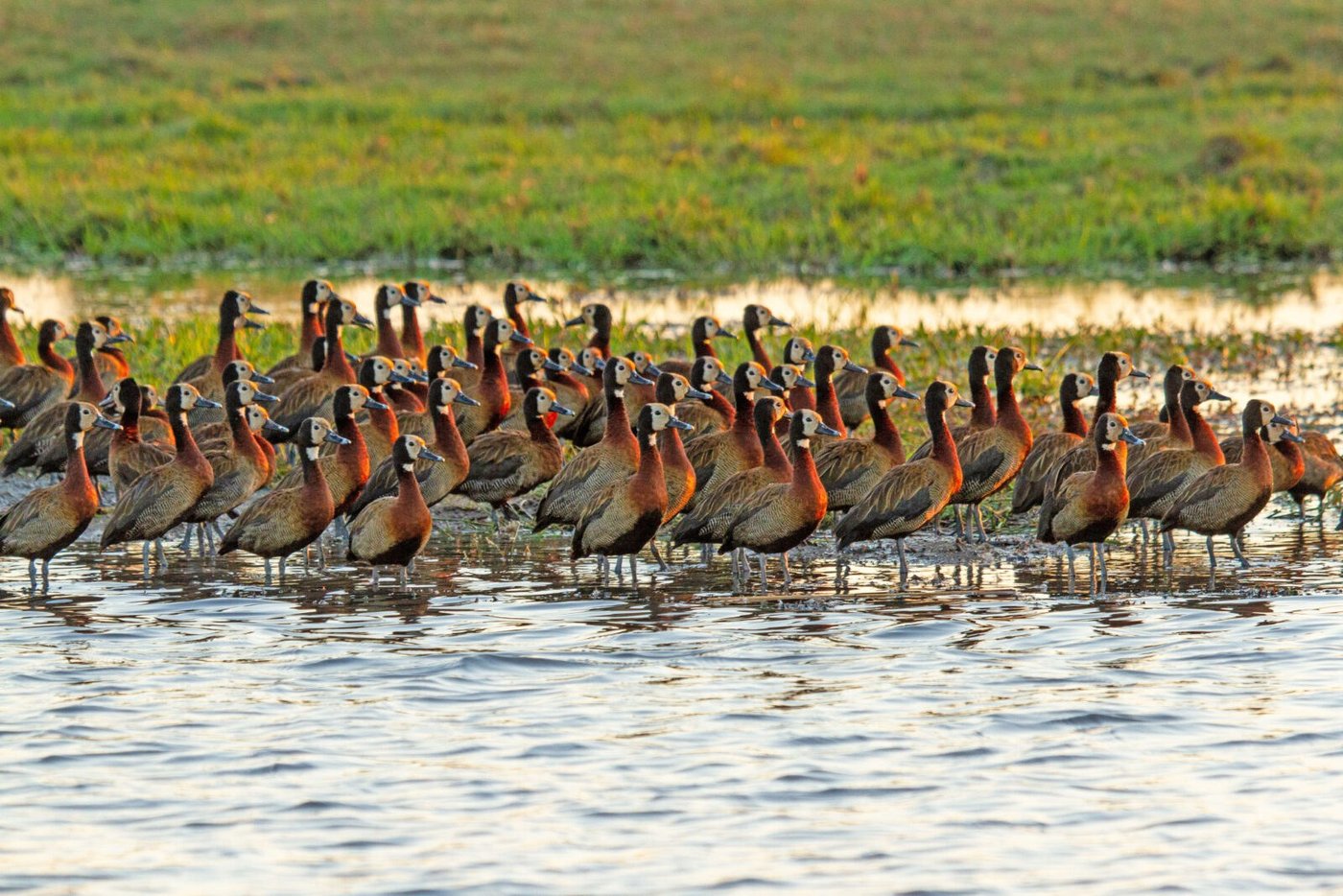 Large flock of wading birds gathered in shallow water near Chobe Savanna Lodge