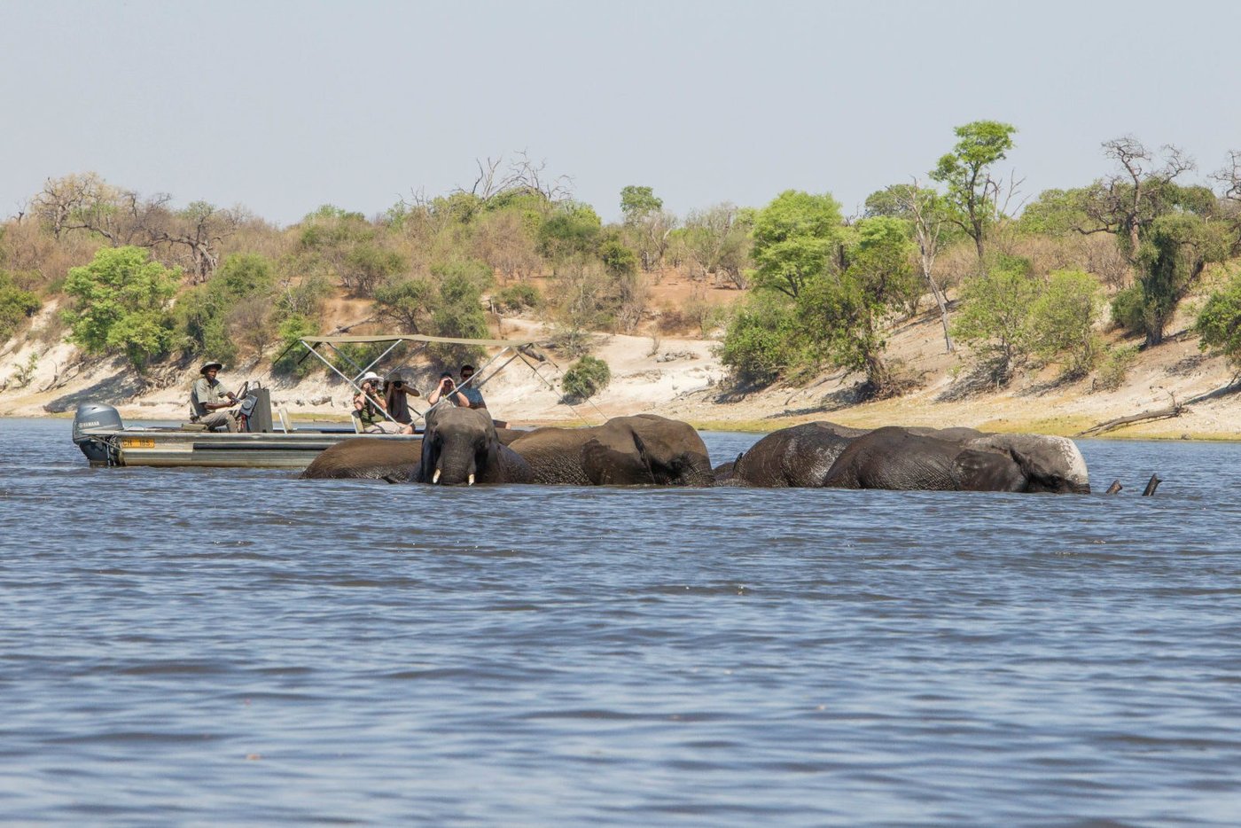 Elephants crossing the river beside a safari boat at Chobe Savanna Lodge