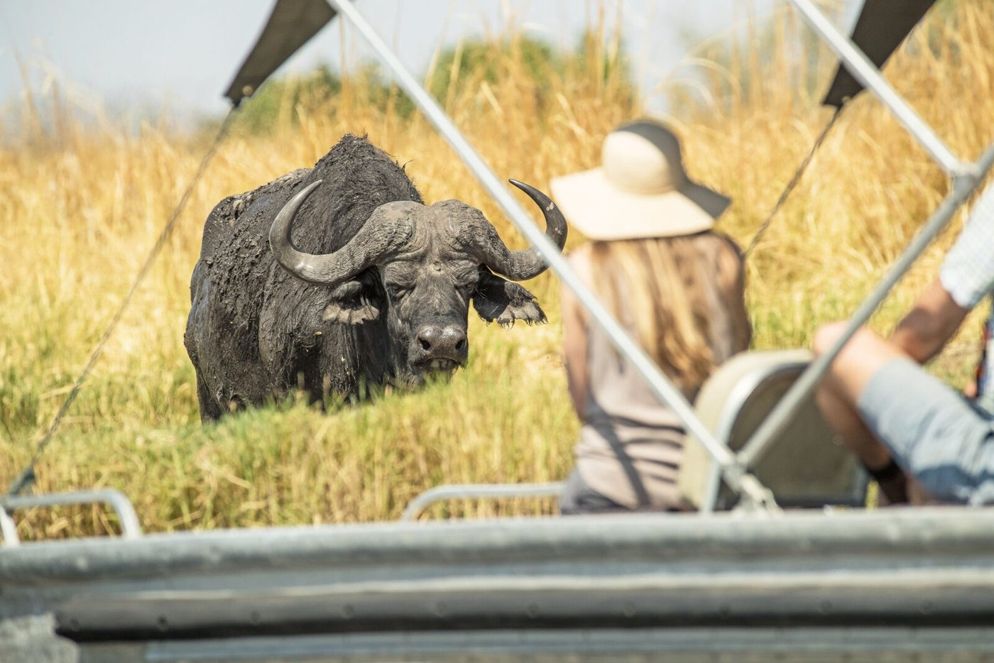 Guest photographing a buffalo close to the safari vehicle at Chobe Savanna Lodge