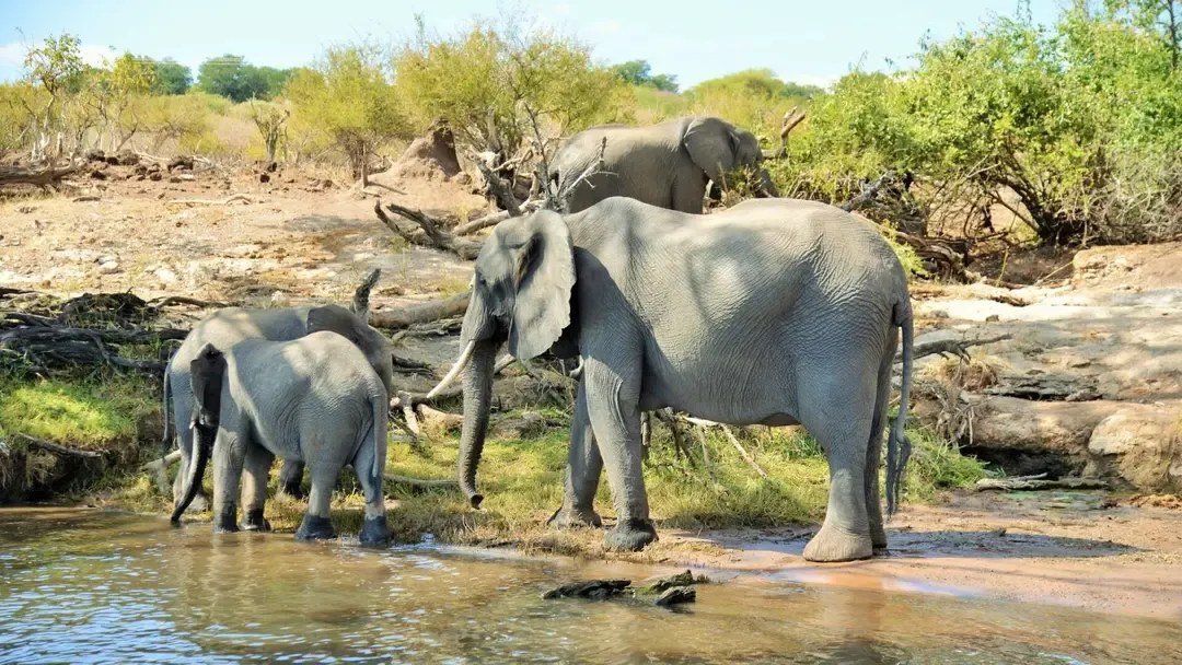 Elephants drinking at a waterhole near Cresta Mowana Safari Resort & Spa
