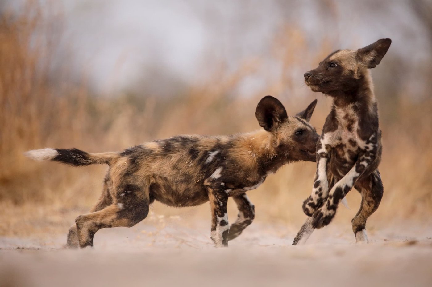 Two wild dogs playing in the sand near DumaTau Camp