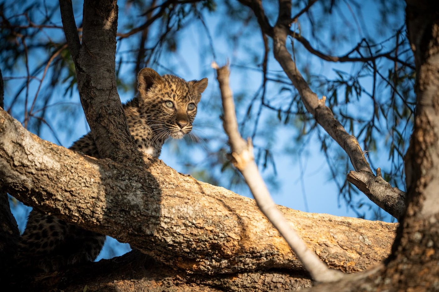 Leopard cub peering out from a tree near DumaTau Camp
