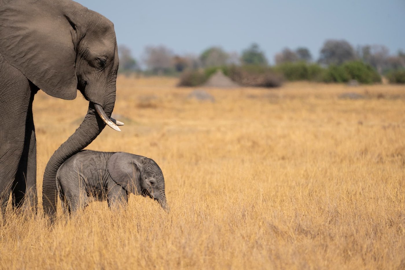 Elephant and calf walking through golden grass near DumaTau Camp