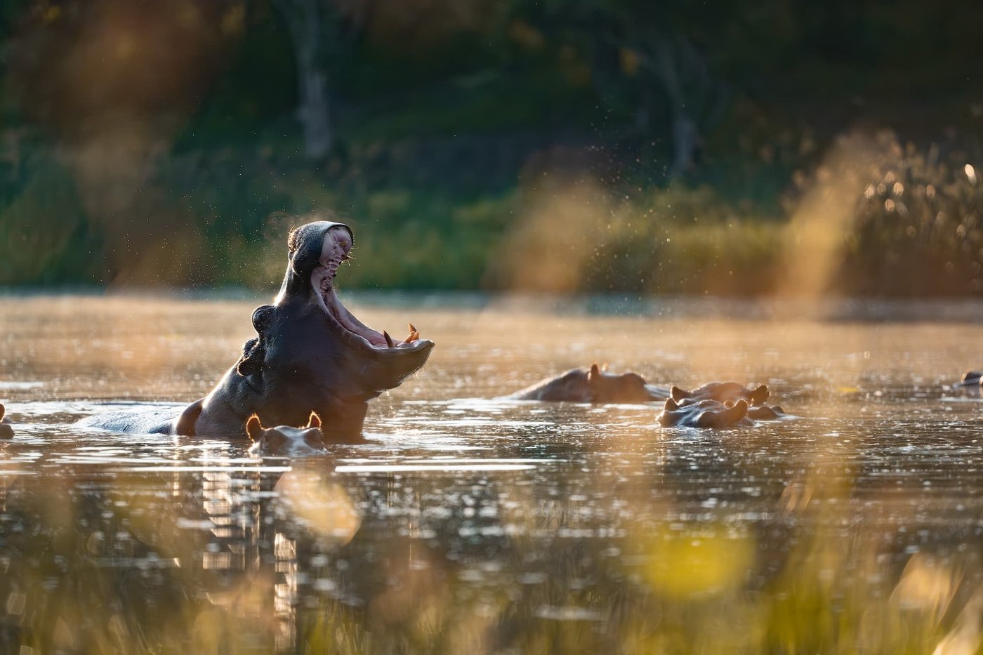 Hippos playing together in the water near DumaTau Camp