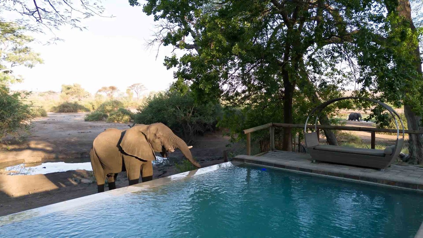 Elephant drinking from the swimming pool at Elephant Valley Lodge