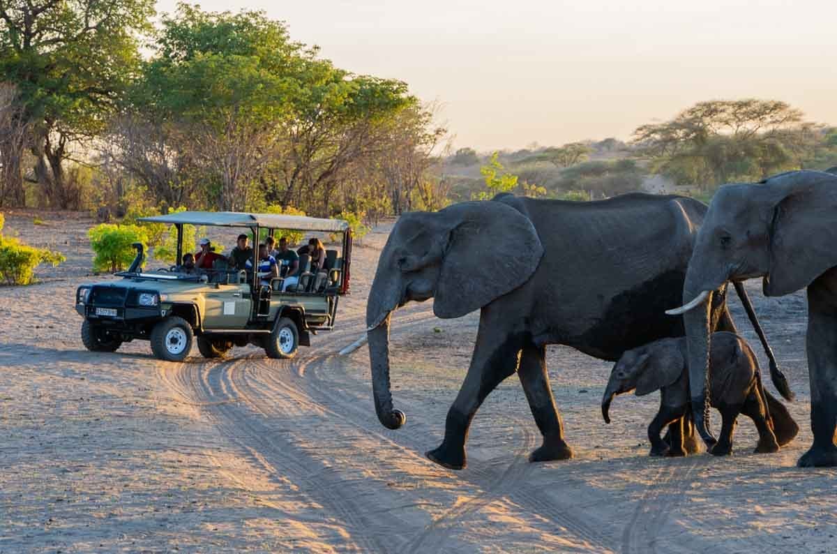 Elephants crossing the road beside safari vehicles at Elephant Valley Lodge