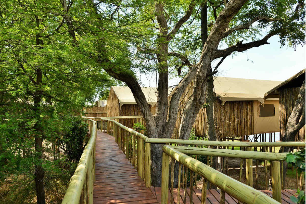 Elevated wooden walkway connecting tented rooms through trees at Jackalberry Chobe