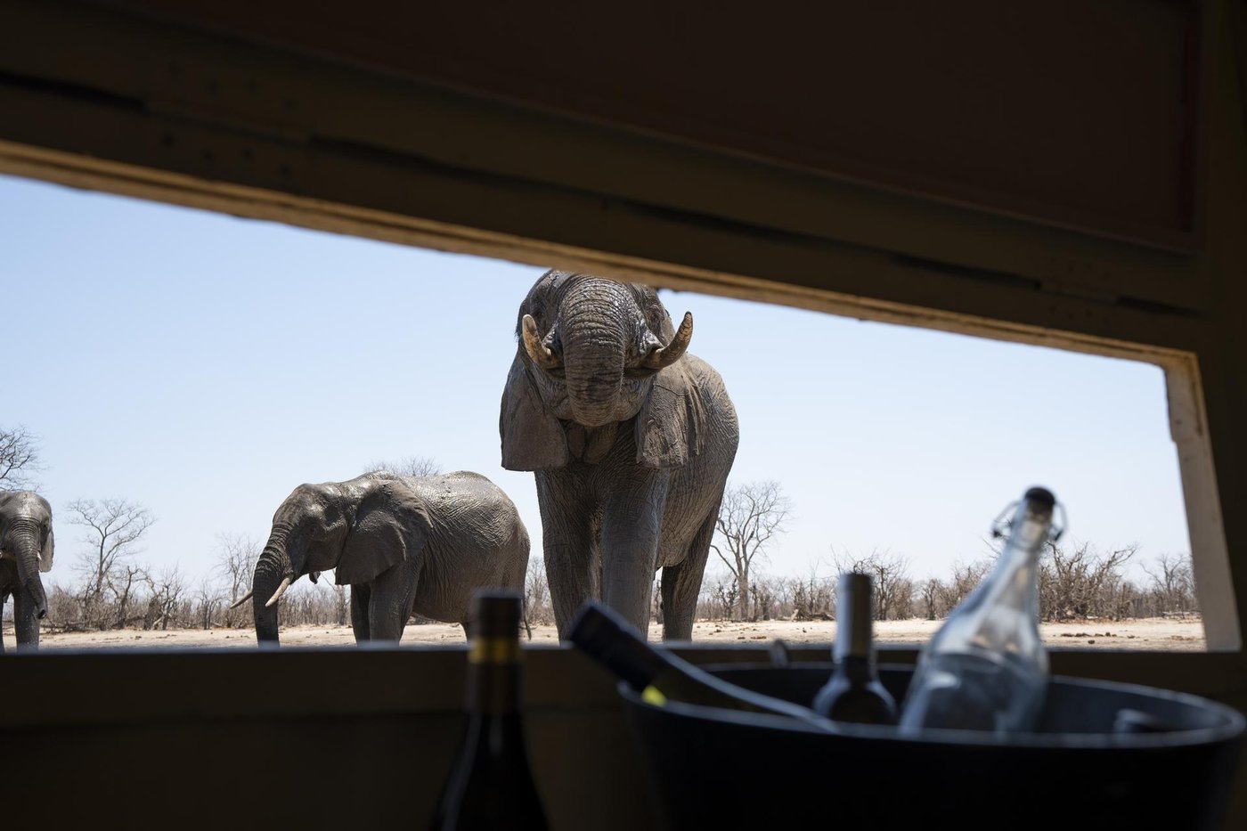 View through the dining window of elephants on the floodplain at King's Pool Camp