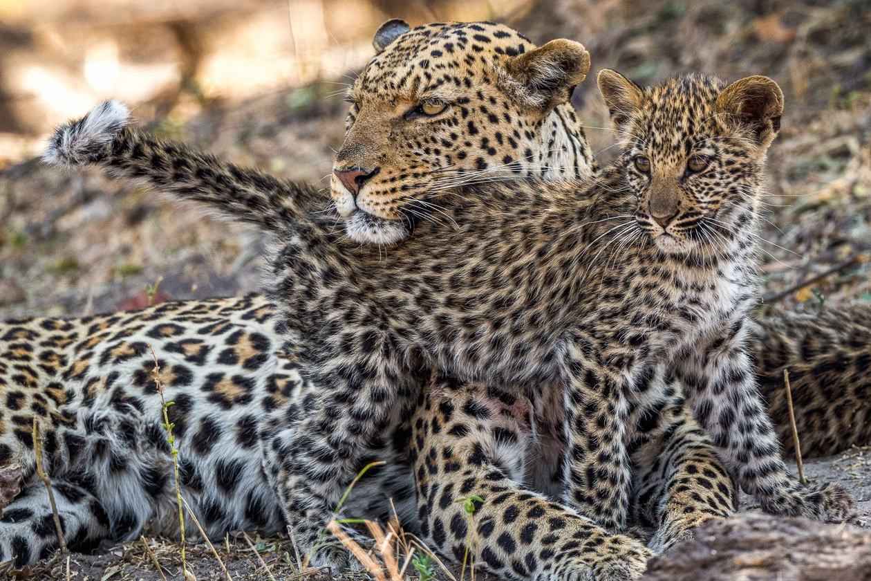 Two leopards interacting on a tree branch near King's Pool Camp