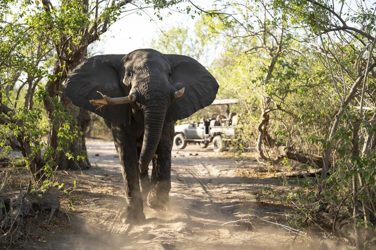 Elephant approaching through dust near King's Pool Camp