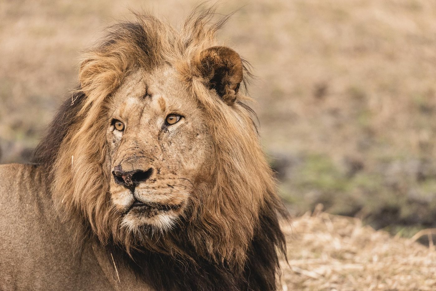 Close-up portrait of a lion near King's Pool Camp