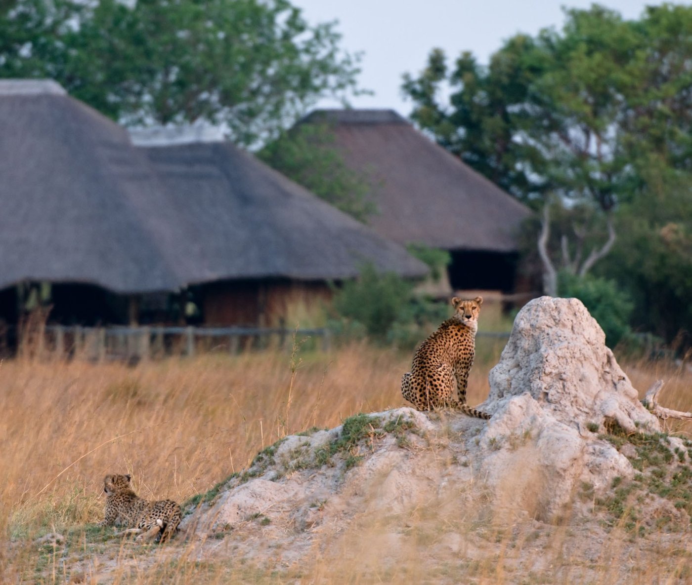 Cheetah and cub on a termite mound near the lodge at Lebala Camp, Chobe