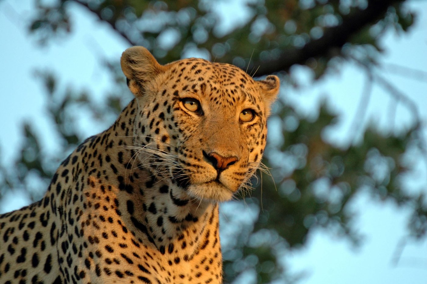 Close-up portrait of a leopard near Linyanti Bush Camp
