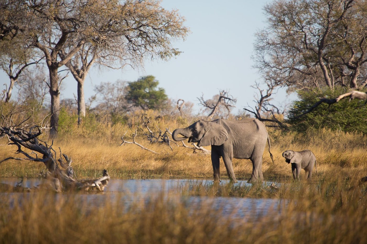 Elephant cow and calf at a waterhole in golden light near Linyanti Bush Camp
