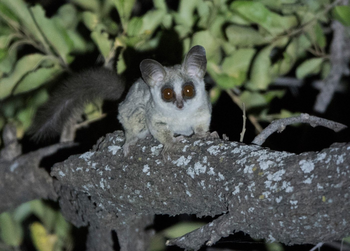 Bushbaby perched on a branch at night near Linyanti Bush Camp
