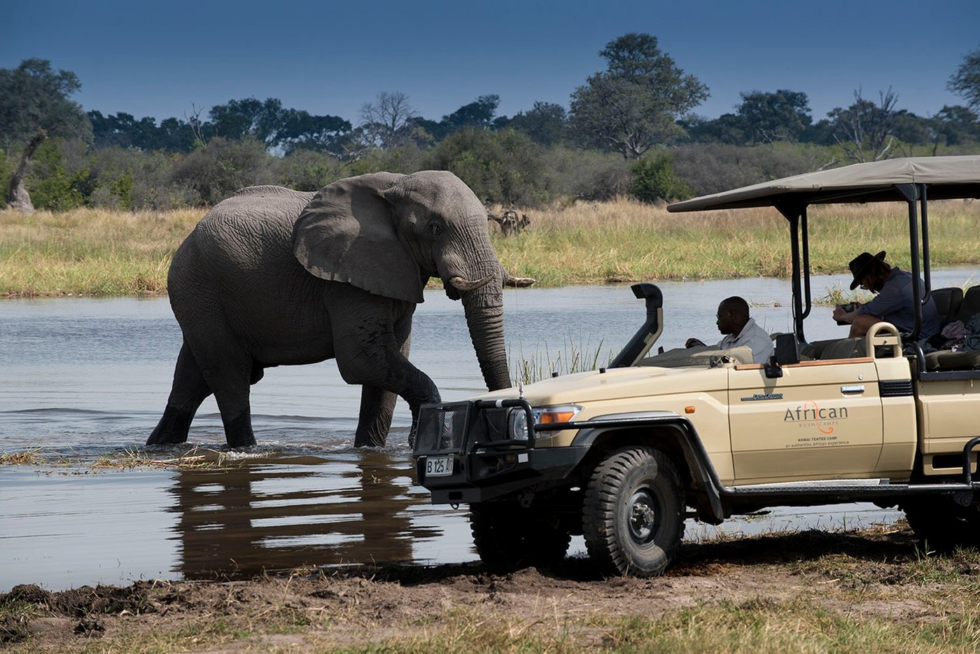 Elephant drinking beside the safari vehicle near Linyanti Bush Camp