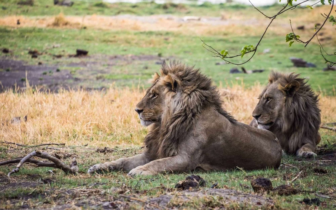 Two male lions resting in golden grass near Linyanti Ebony