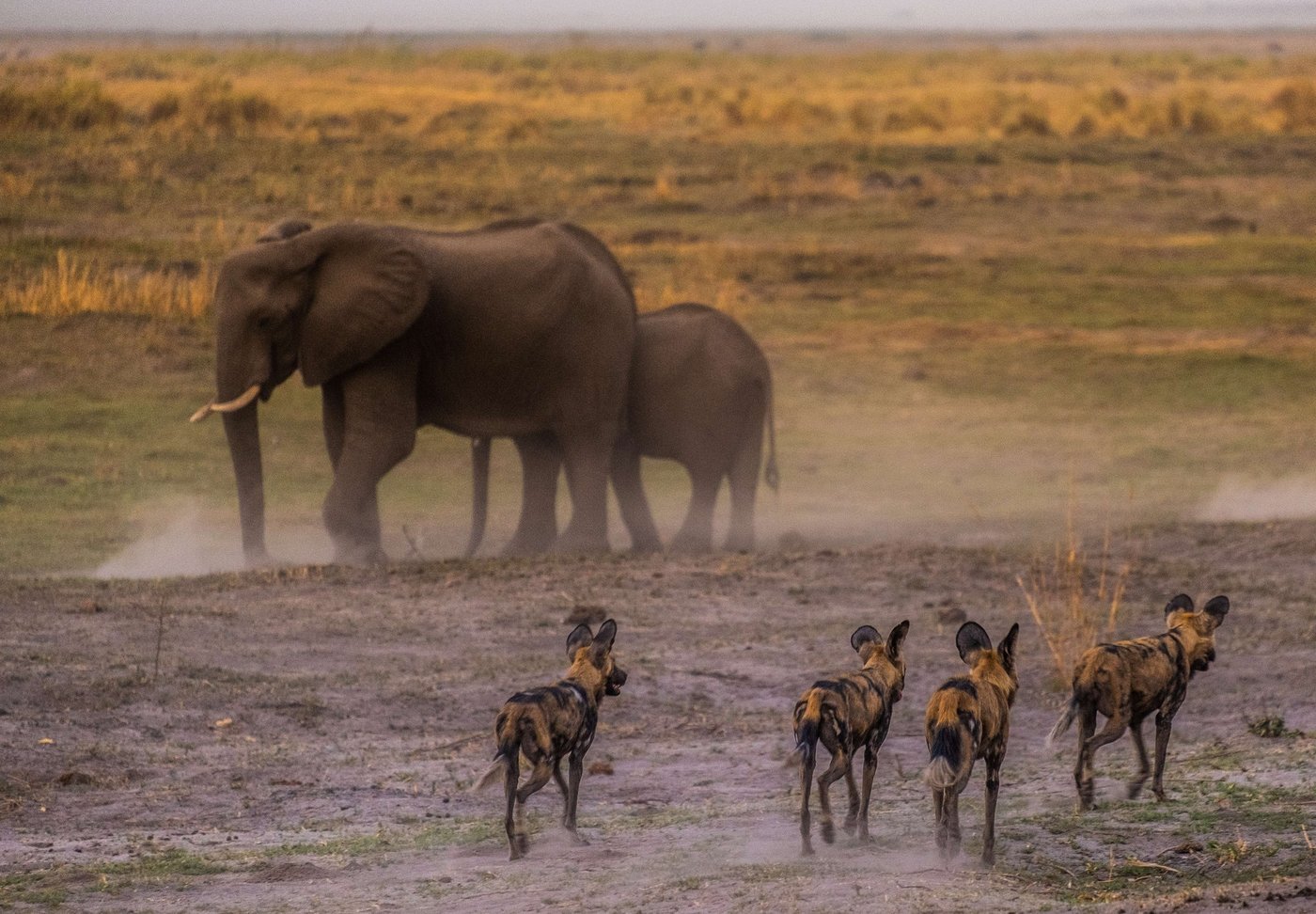 Elephants walking through dust in golden light near Linyanti Ebony