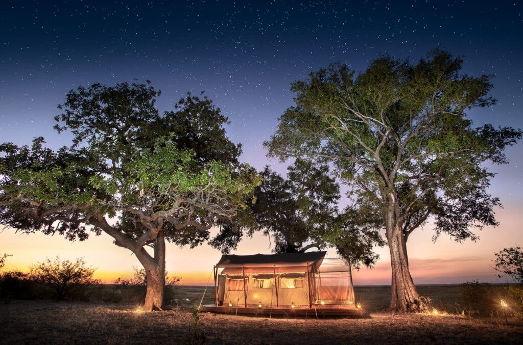 Tent nestled between two large trees at dusk at Linyanti Expeditions