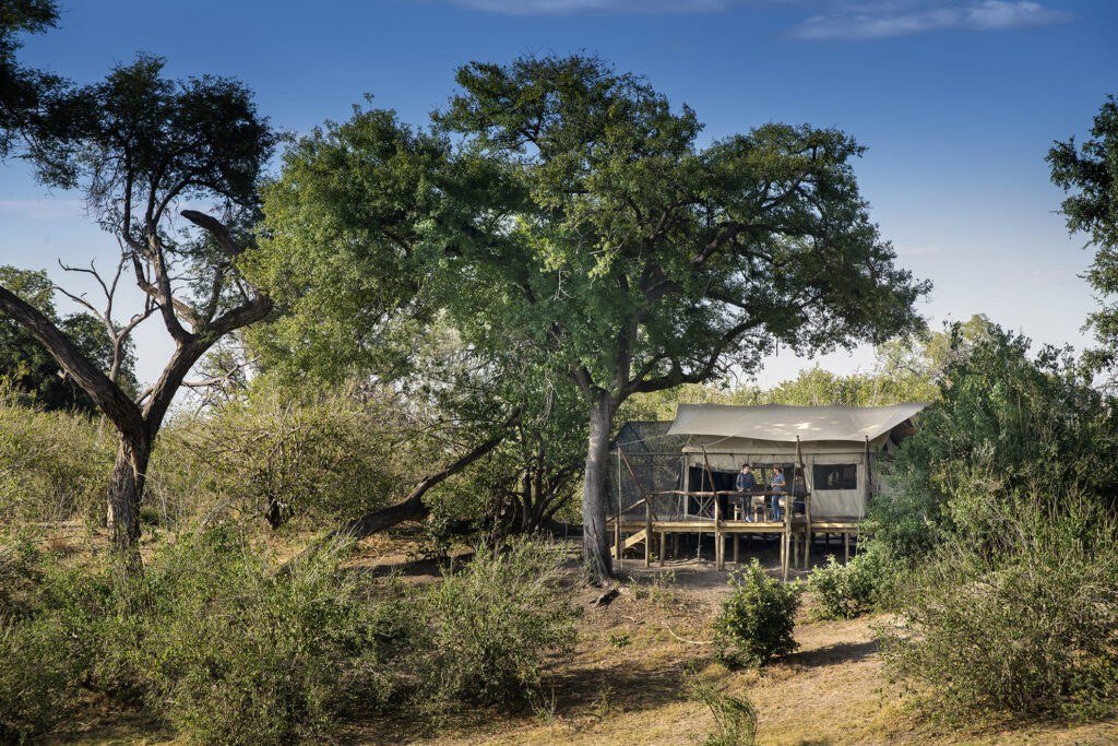 Canvas tent exterior shaded by a large tree at Linyanti Expeditions