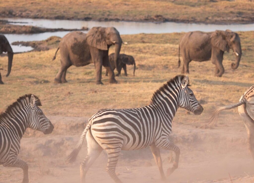Elephants and a zebra gather near water at dusk at Linyanti Expeditions