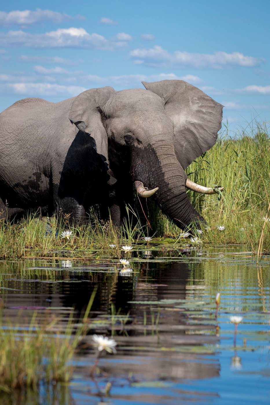 Elephant drinking from the floodplain with its reflection at Little DumaTau