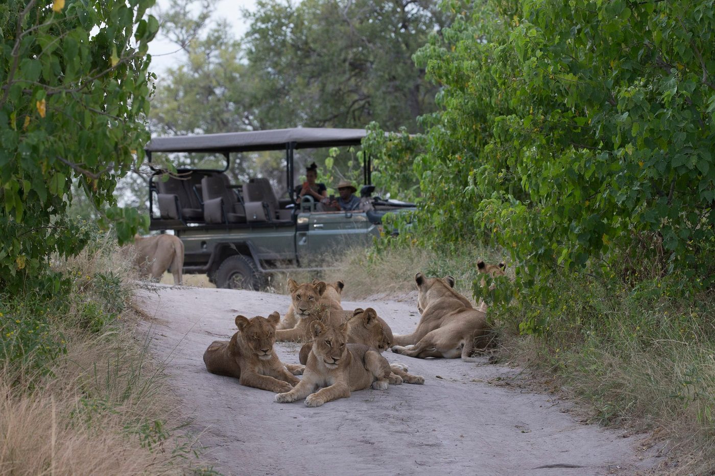 Pride of lions resting on the track beside a safari vehicle at Little DumaTau