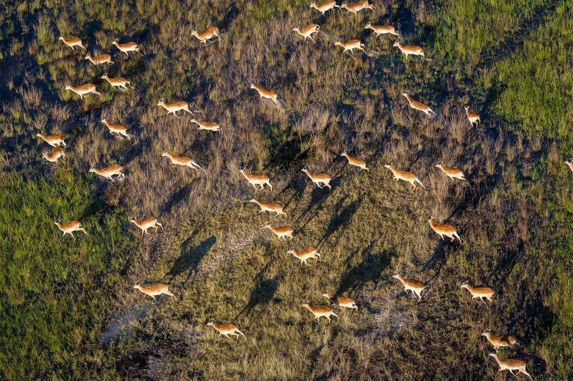 Aerial view of a herd of antelope running across grassland near Little DumaTau