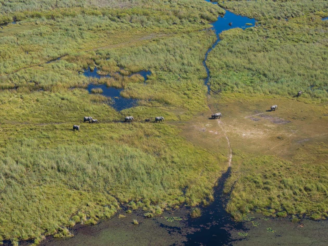 Aerial view of floodplain channels with hippos near Little DumaTau
