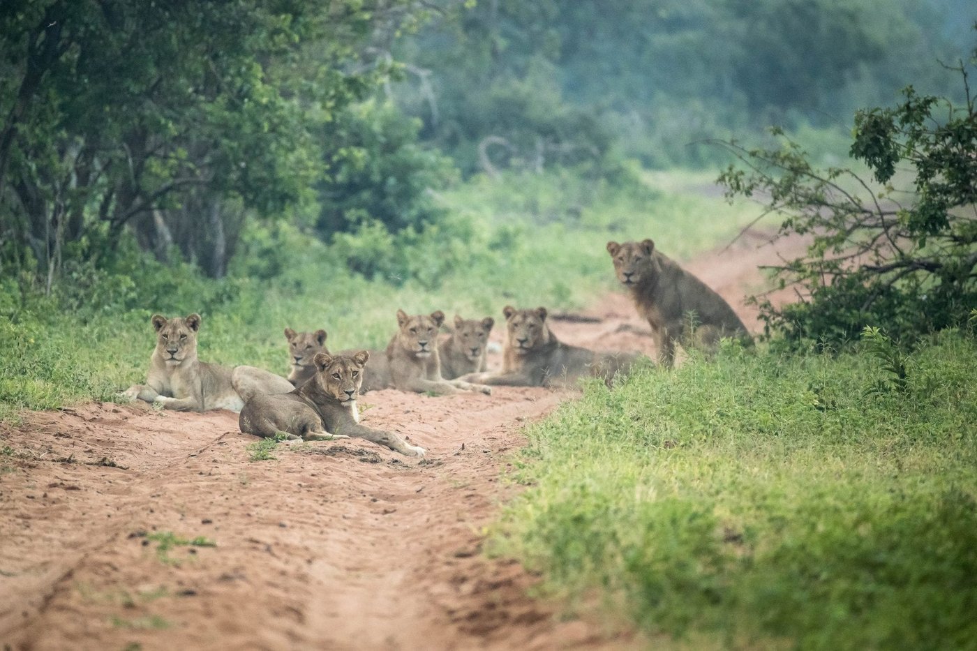 Pride of lions resting together in the grass near Muchenje Safari Lodge