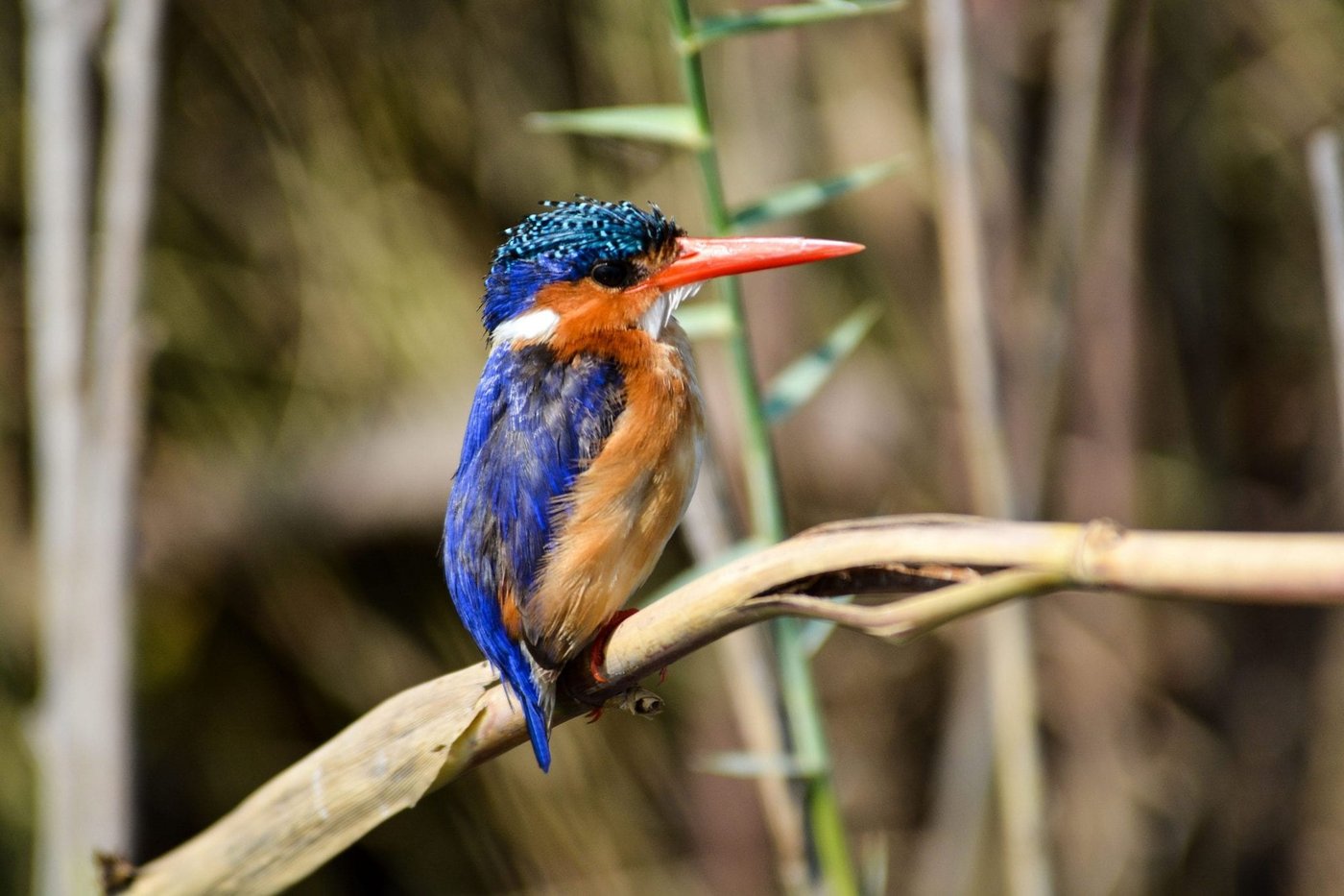 Malachite kingfisher perched on a branch near Muchenje Safari Lodge